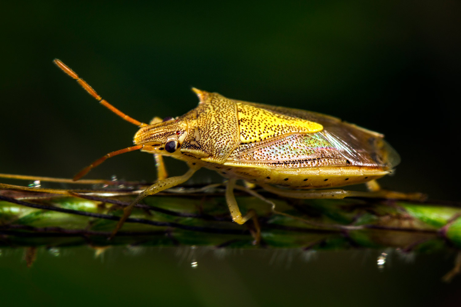 Rice Stink bug Barbados